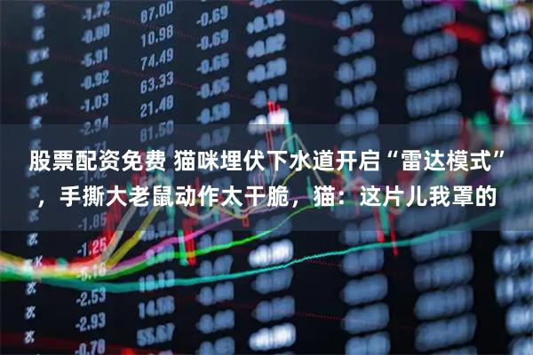 股票配资免费 猫咪埋伏下水道开启“雷达模式”，手撕大老鼠动作太干脆，猫：这片儿我罩的